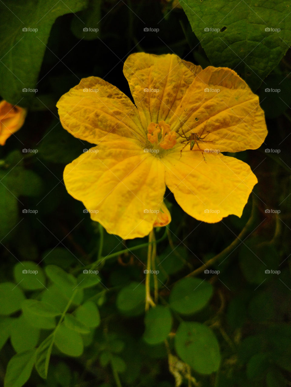 Small insect on a bottle gourd flower