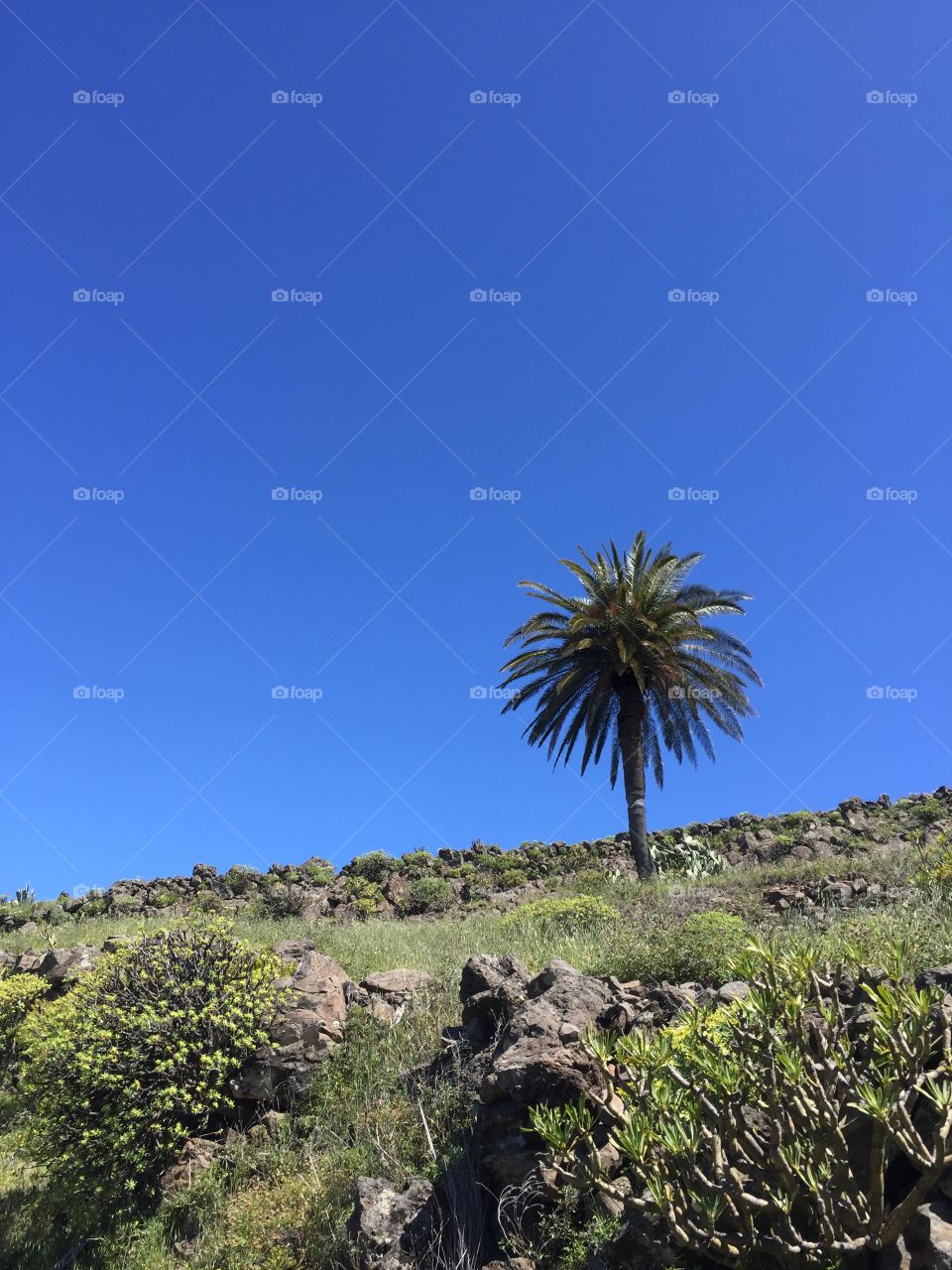 Blue, Blue sky in the Mountains  - with a single Palm tree in the front 