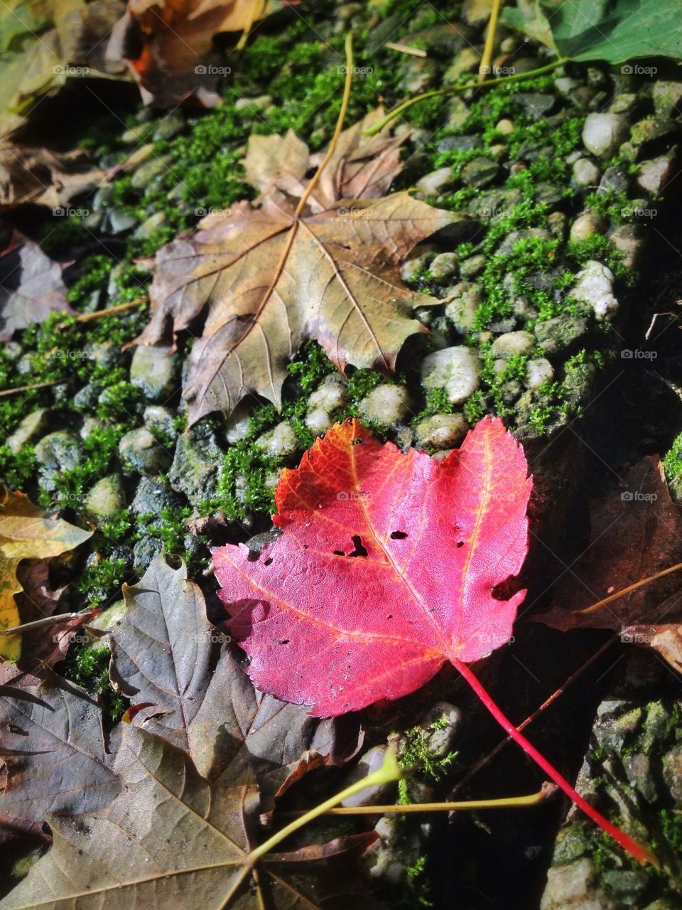 nature red leaves leaf by twilite