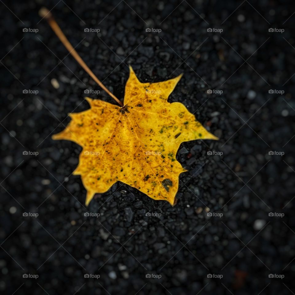 Photo of yellow maple leaf closeup shot on side of asphalt road 