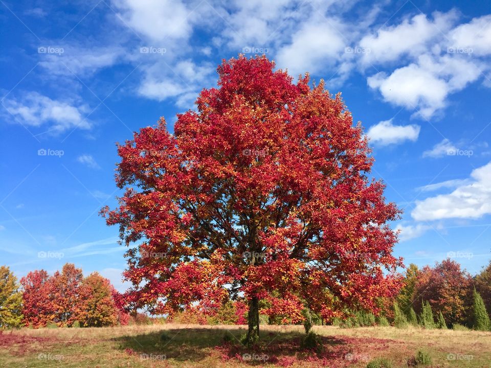 Tree in autumn