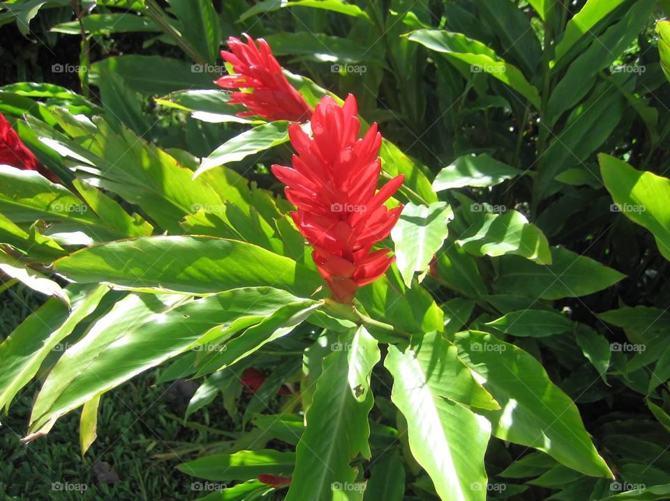 Flora. Exotic Flower in Costa Rica