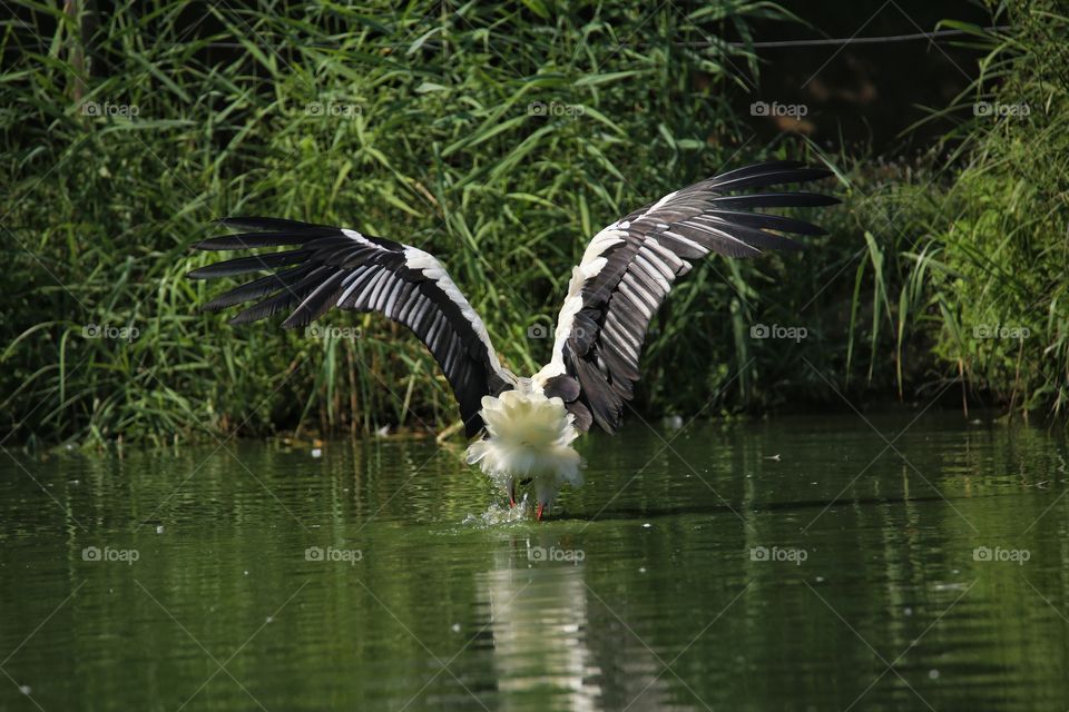 airone cinerino