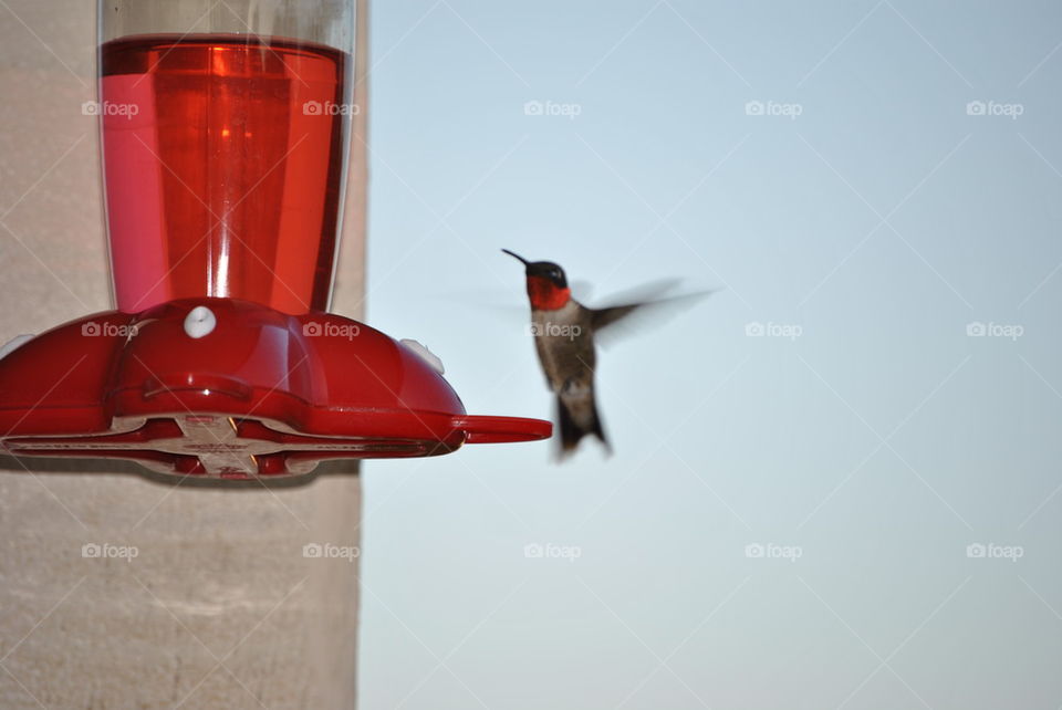 ruby throated hummingbird 