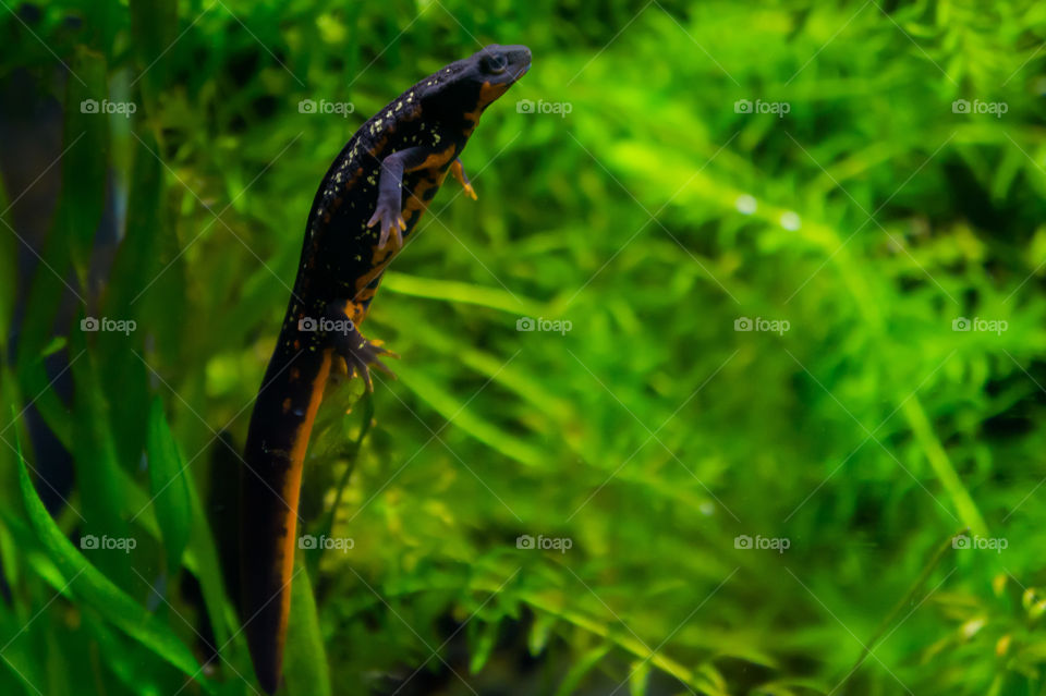 Tiny newt