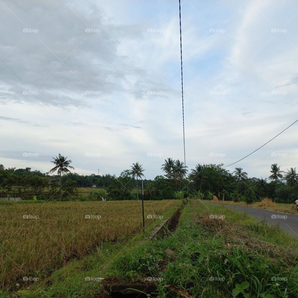View of the rice fields near the roadside