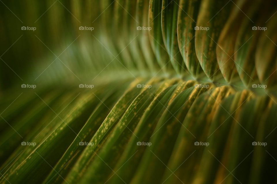 Leaf of palm