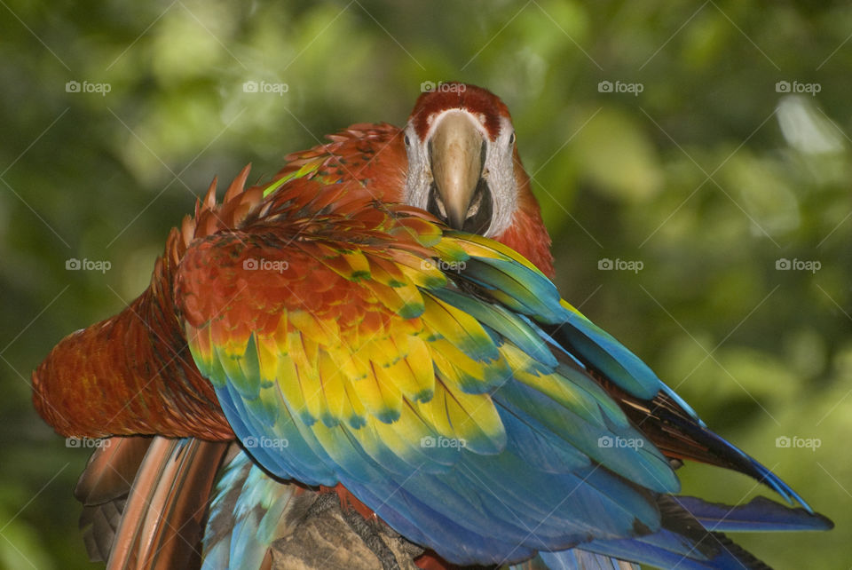 2 parrots getting very close in a bird sanctuary in Mexico
