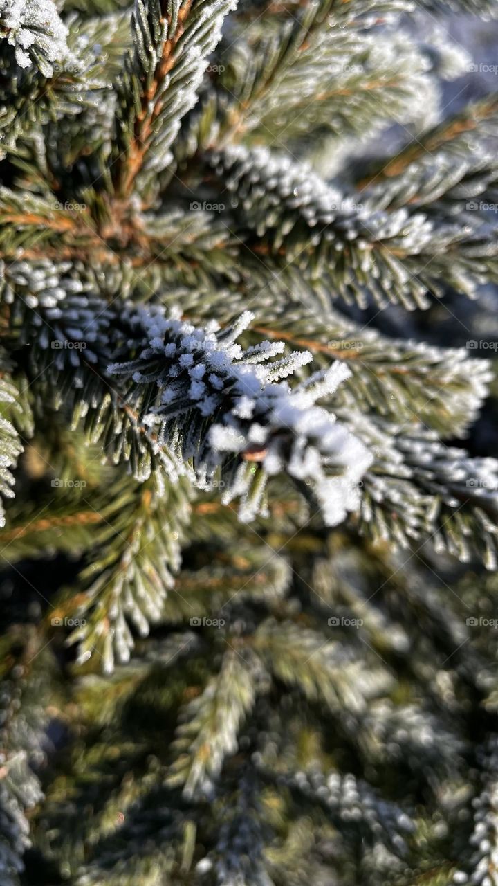 Frost tree 🌲