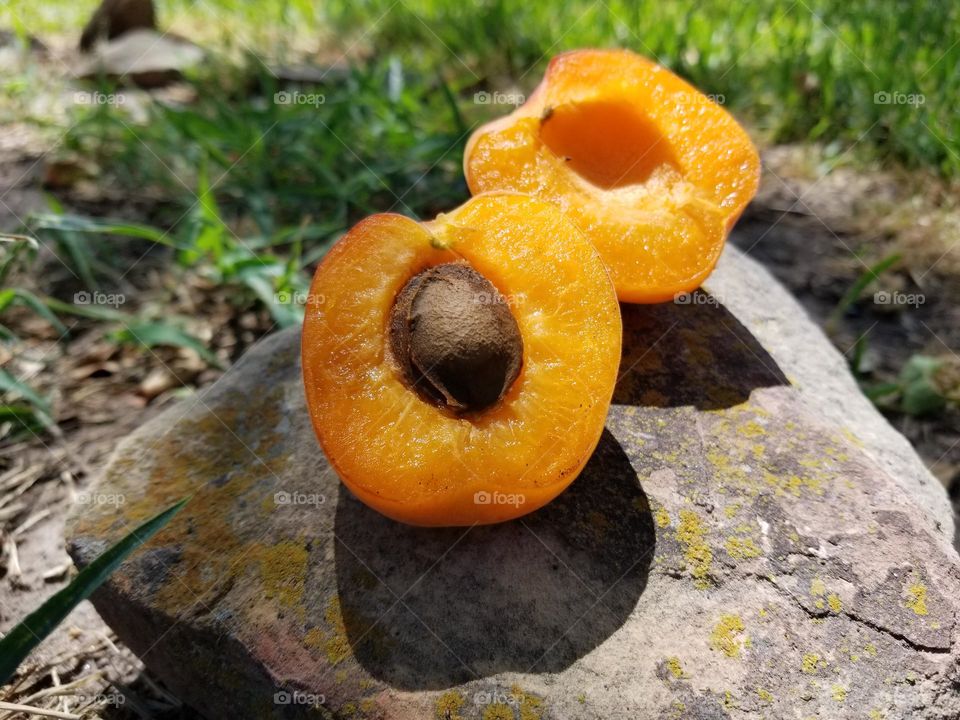 Apricot on a Rock with shadows