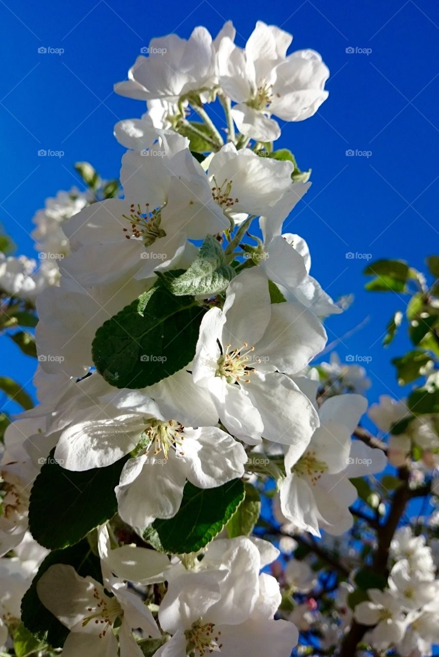 Apple bloom