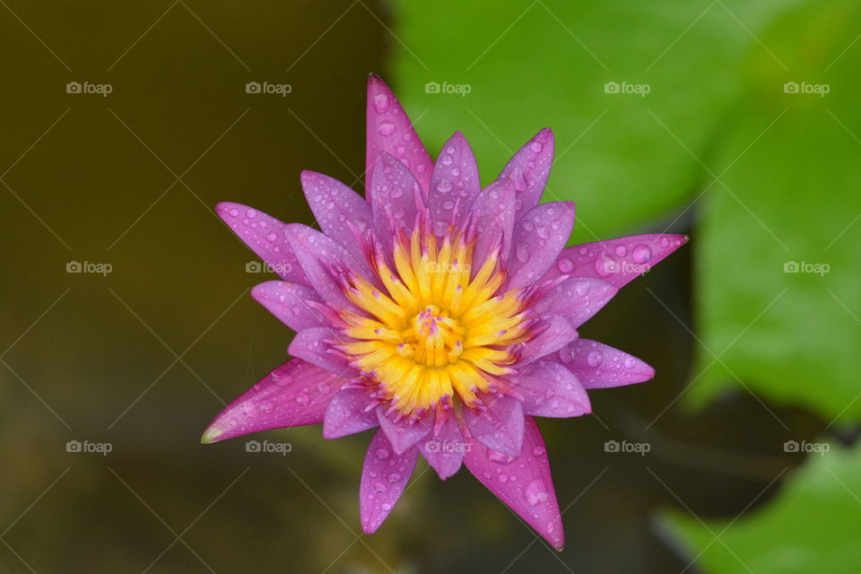 Close up photography of a lotus flower 