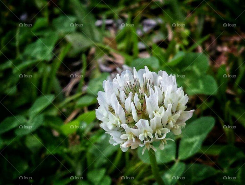 Some call it a weed some call it the earth smiling