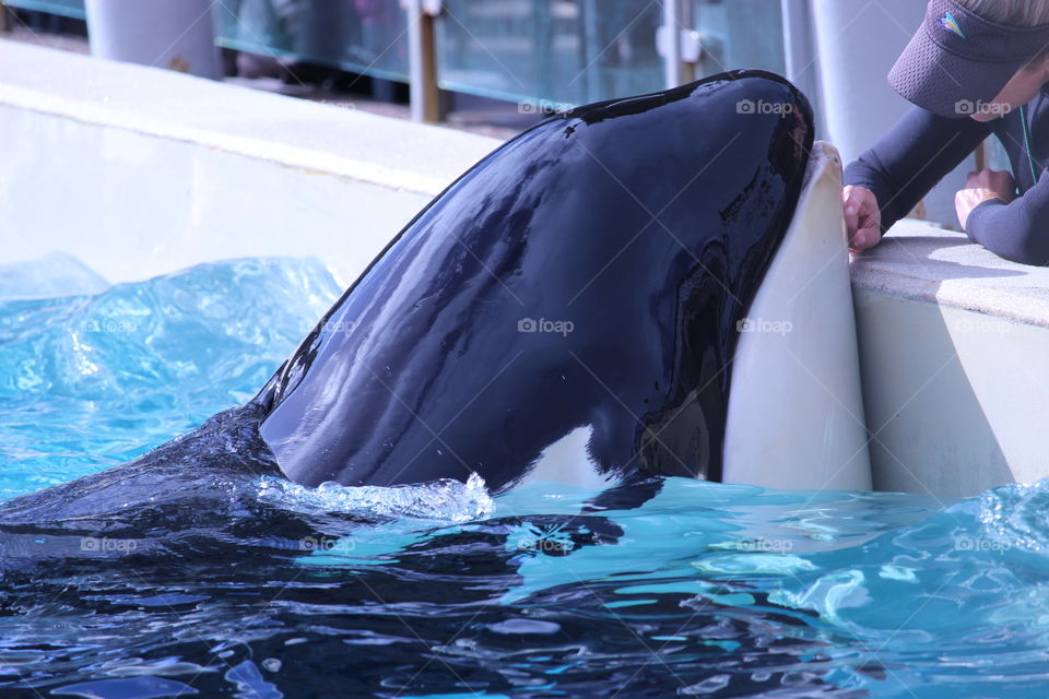Orca (SeaWorld, San Diego)
