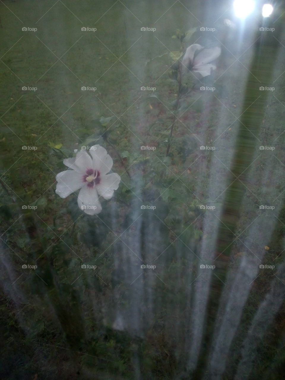 thru the eye's of a plexiglass window through the streaks shines a rose of Sharon.