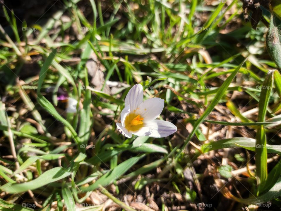 Spring Crocus flower.