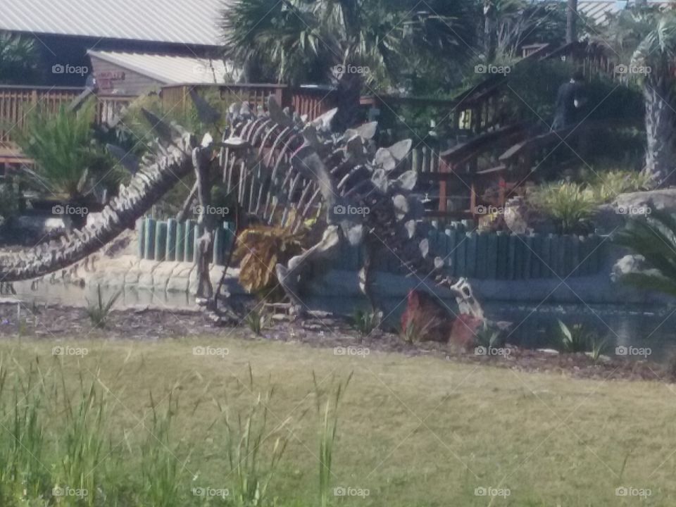 dinosaur bones