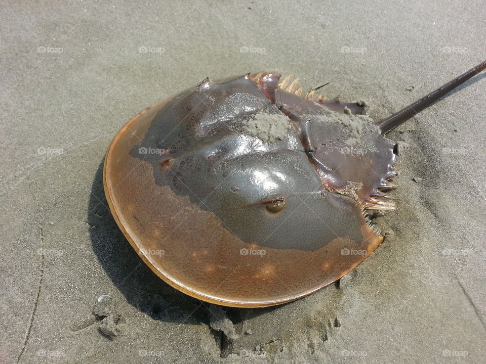 Horseshoe Crab
