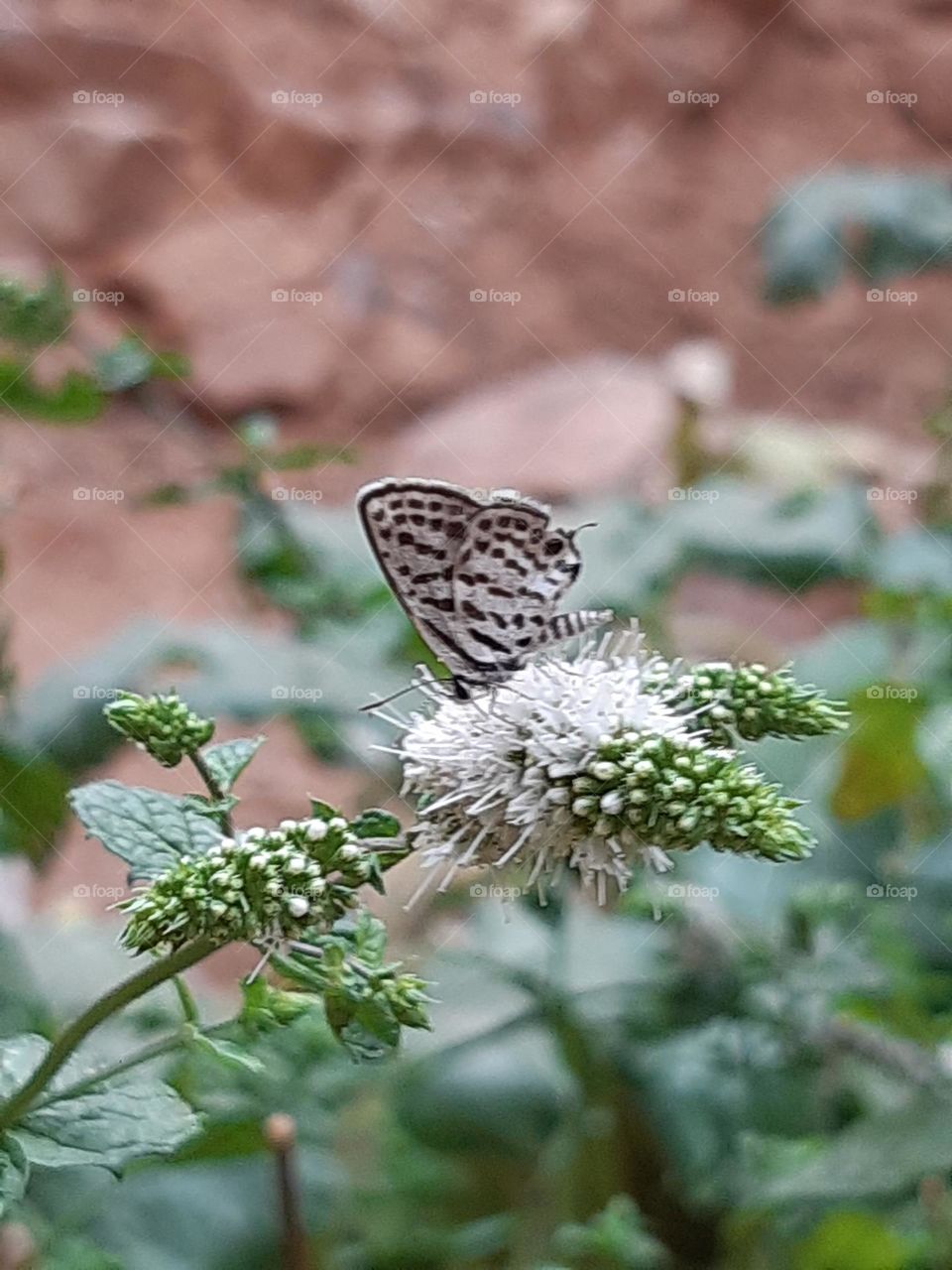 Butterfly in action