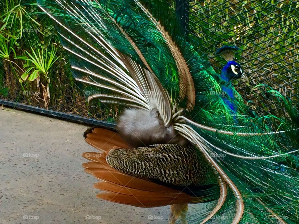 Peacock mid-twirl