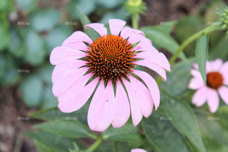 garden pretty pink flower by chi_photographr