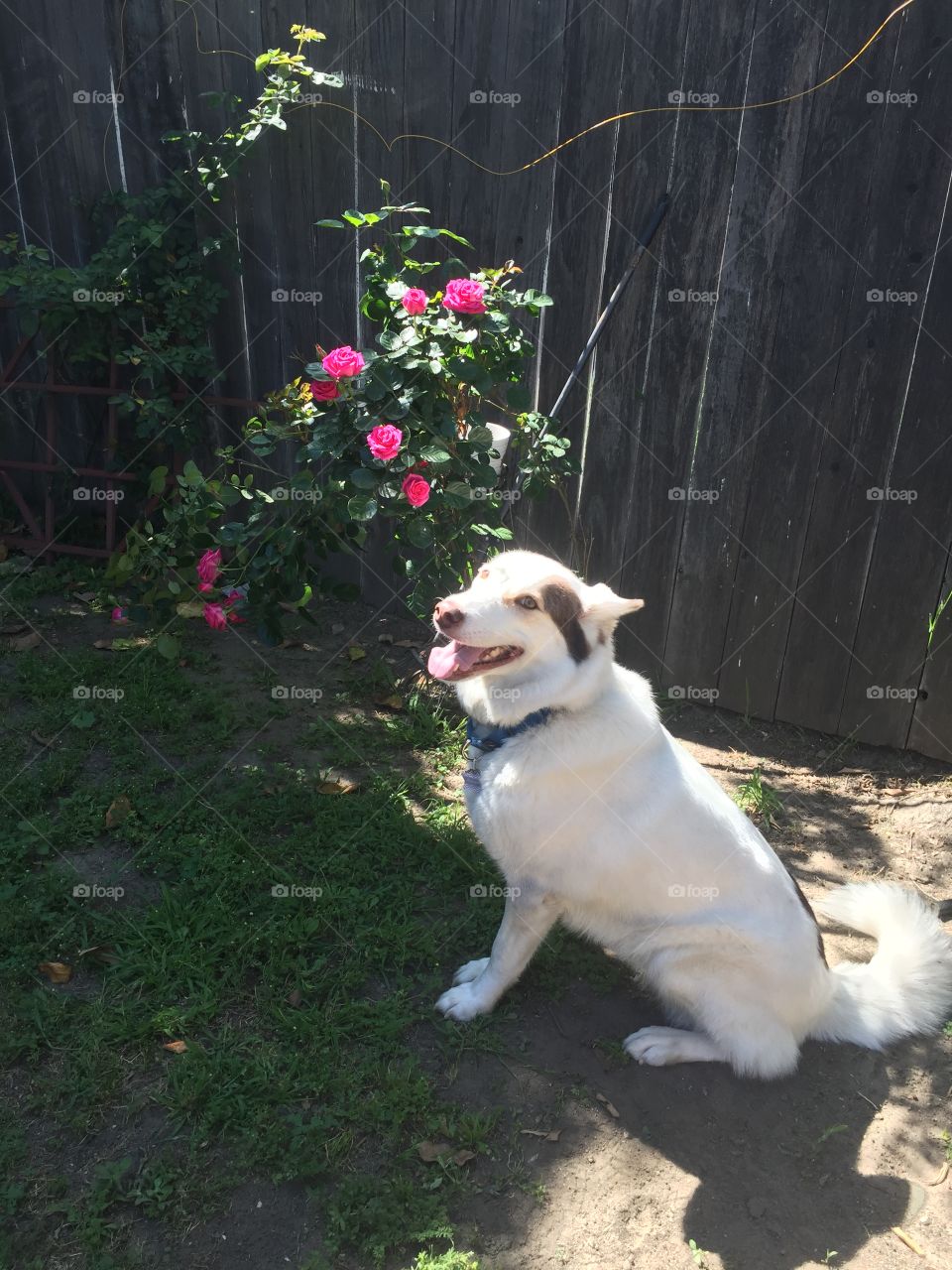 White dog sitting by rose bush