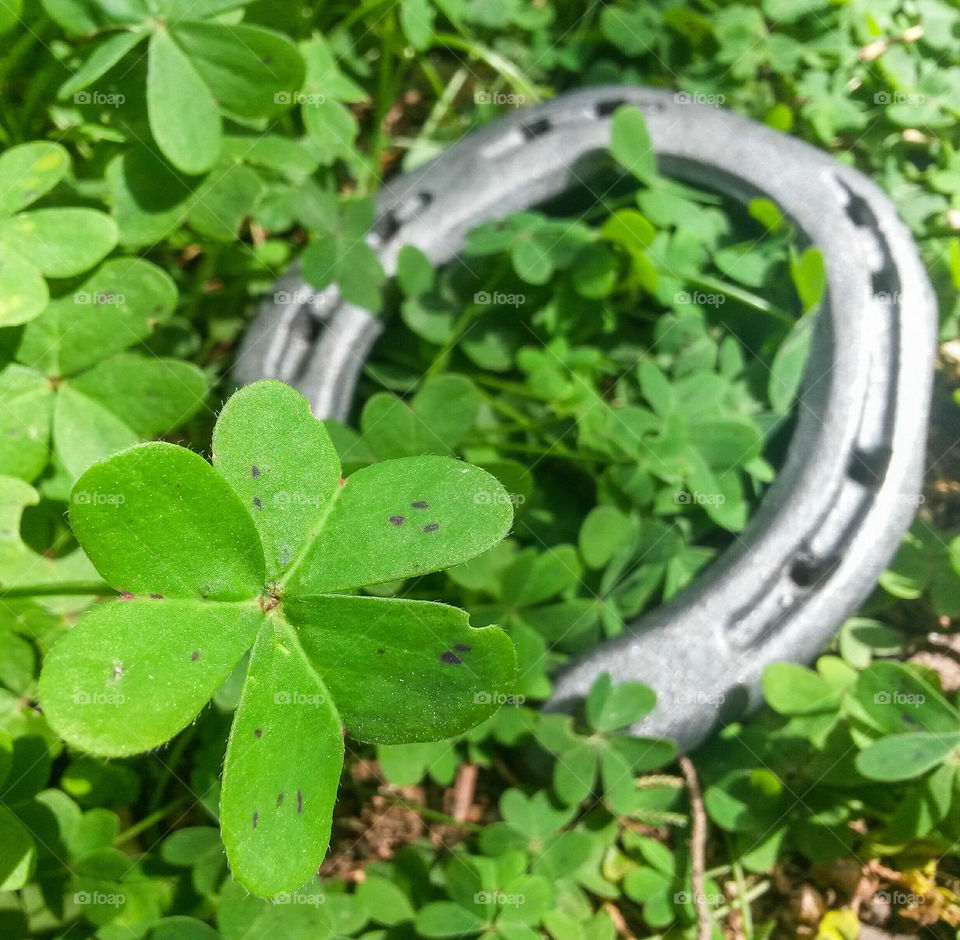 looking for luck! Close up of four leaves in front of blurry horseshoe.