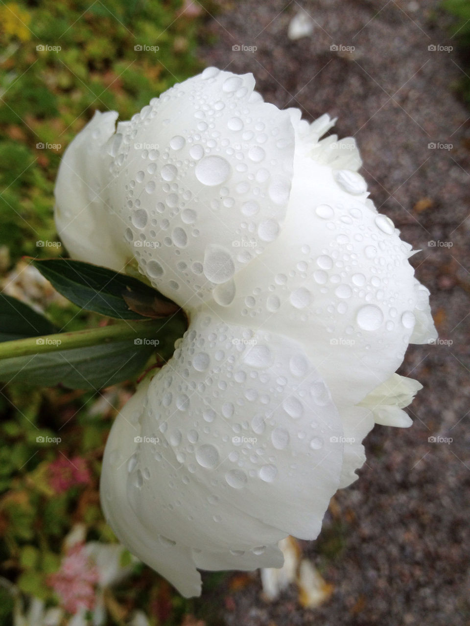 flower white rain drops by carina71