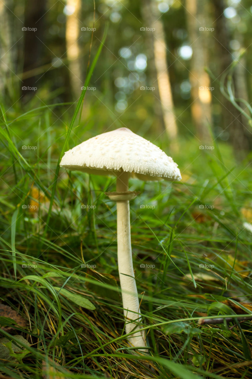 Mushroom, Fungus, Grass, Nature, Wood