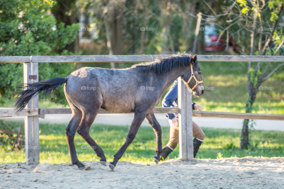 Horse, Mammal, Farm, Animal, Grass