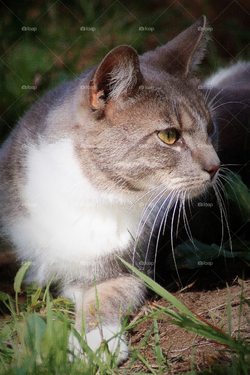 Cat in the sun