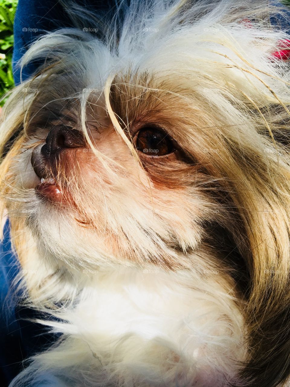 This My little Tucka