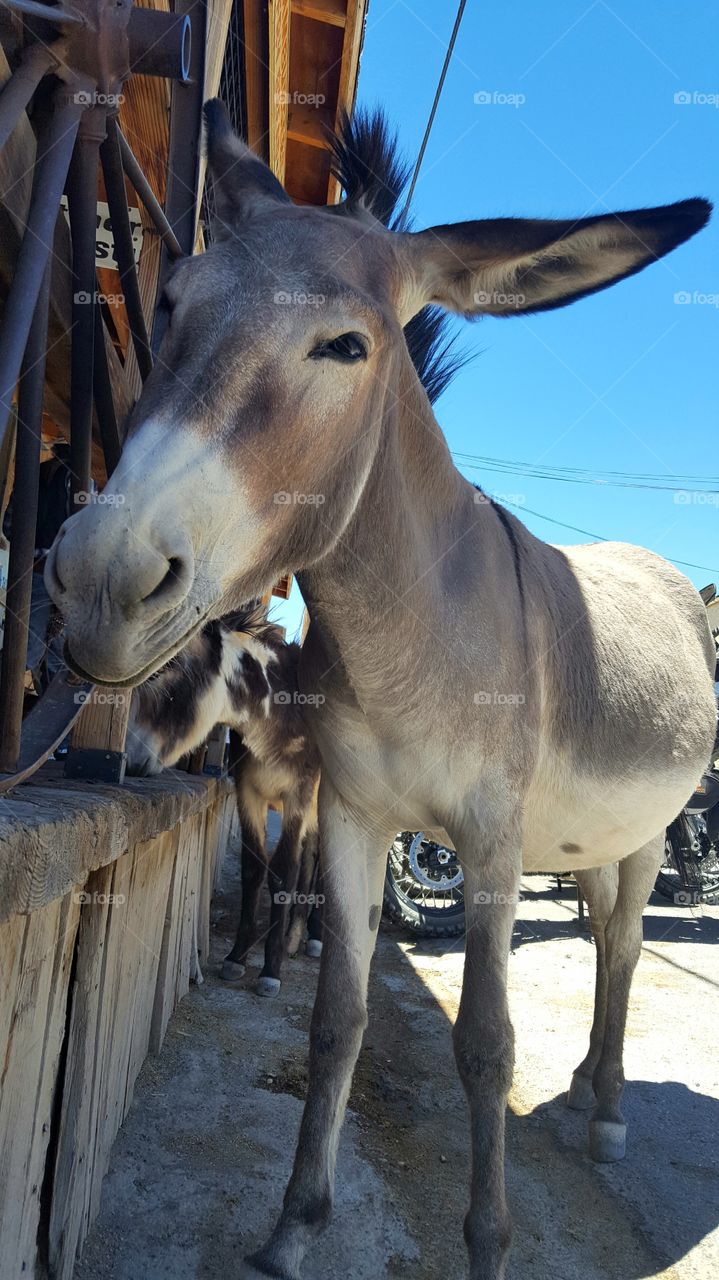 Closeup of Burrow smiling