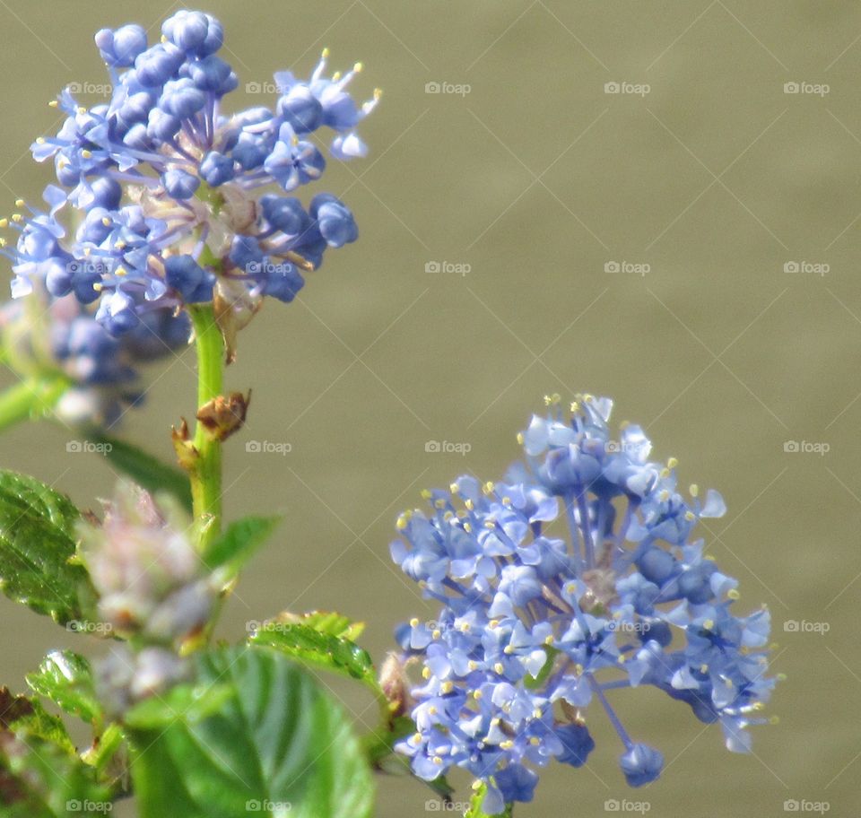 Ceanothus flowering shrub