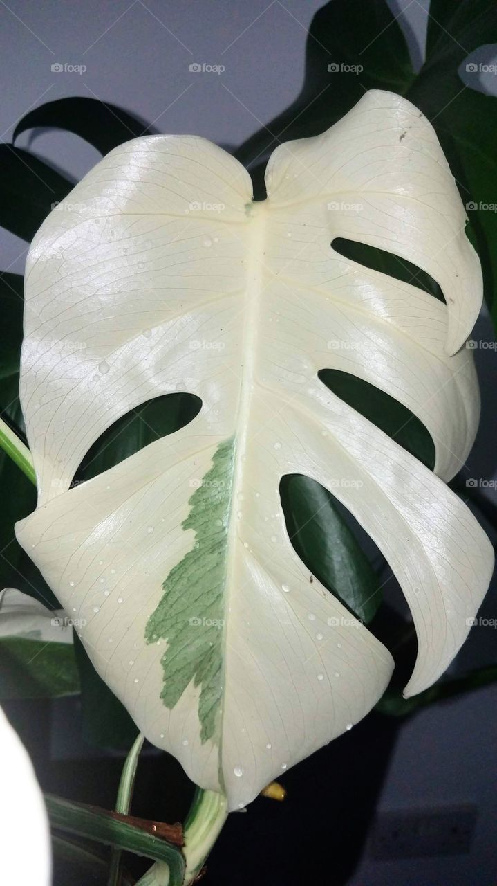 White monstera albo leaf