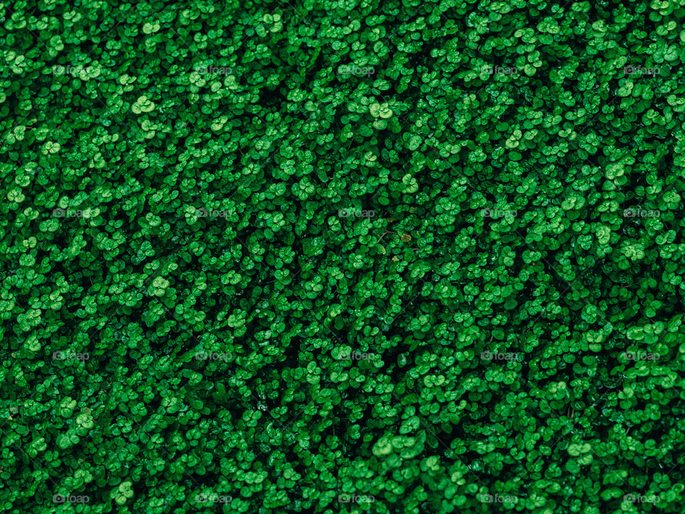 Green world. Green leaf texture.