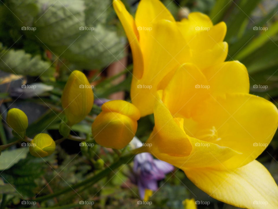 Pretty in yellow 