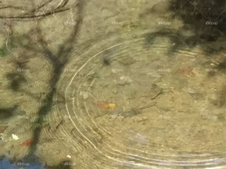 Ripples in a stream