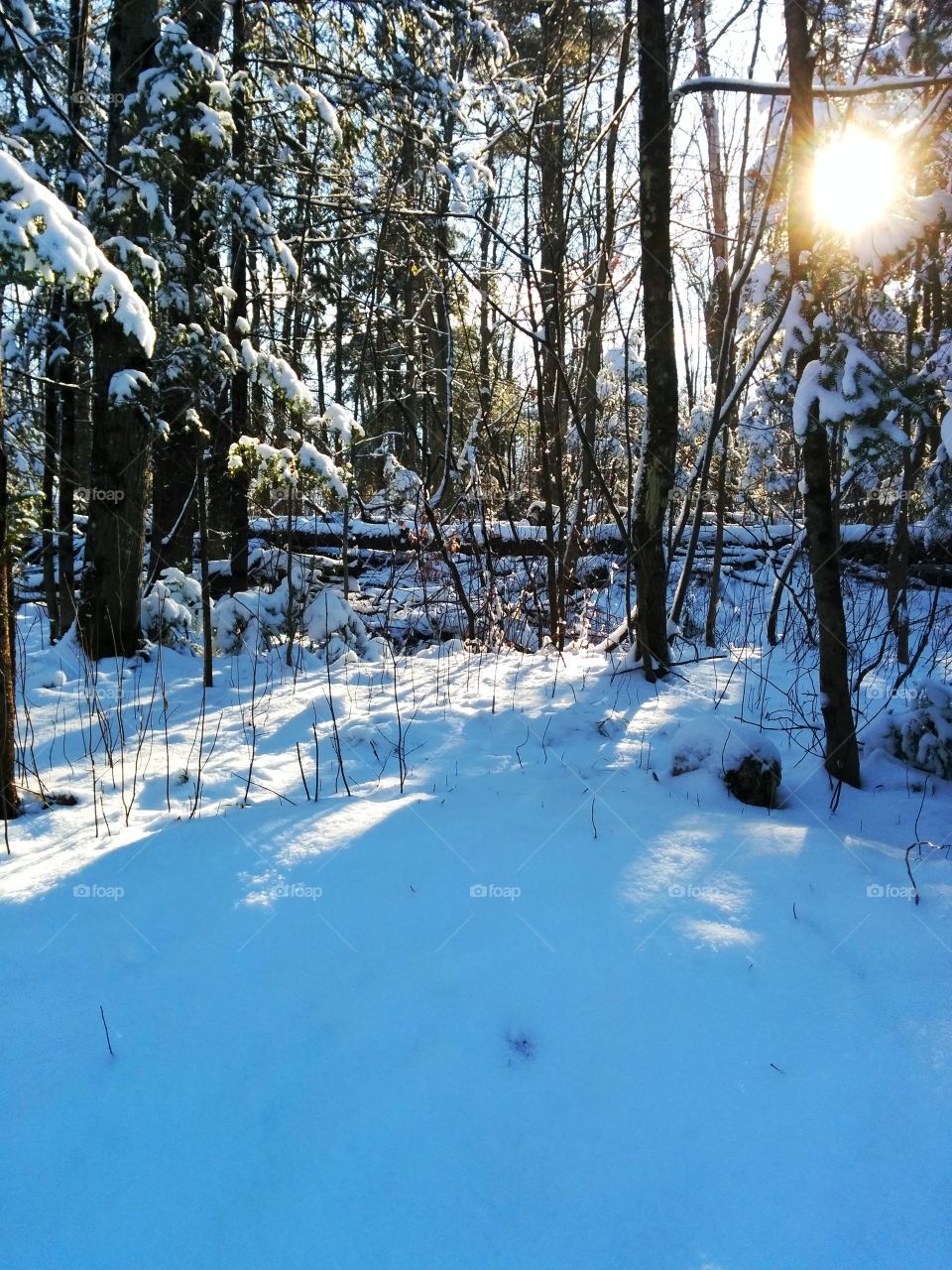 Sunny day through the snowy woodland