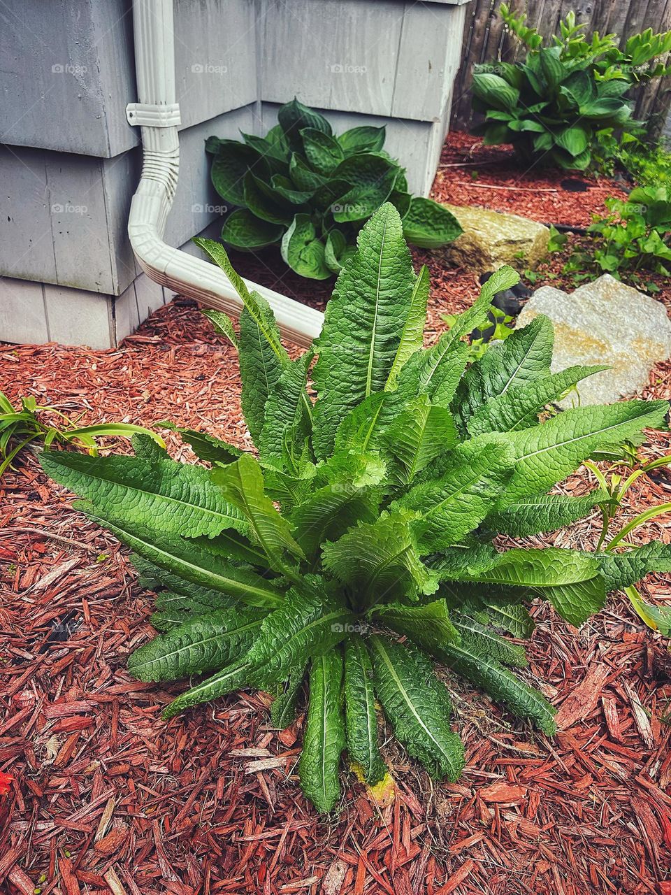 Teasel from the UK in my New England garden 