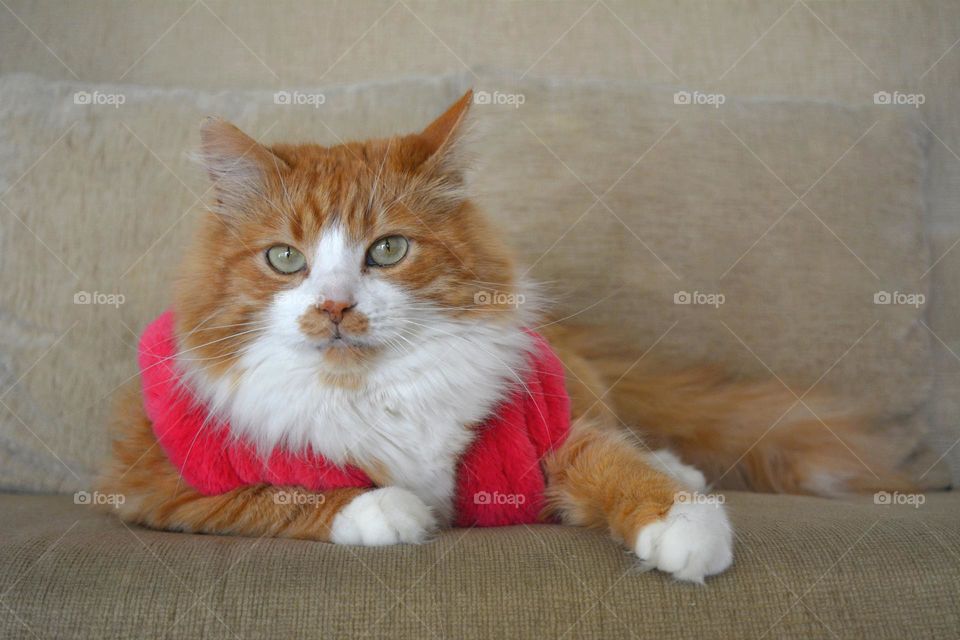 cat in pink vest 😻 beautiful portrait