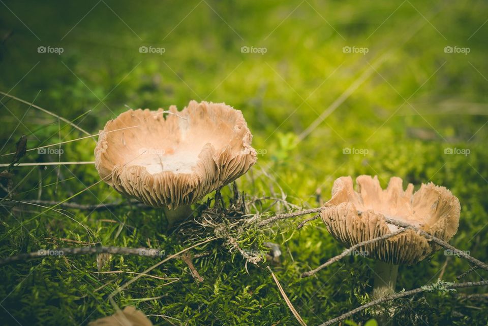 Mushrooms