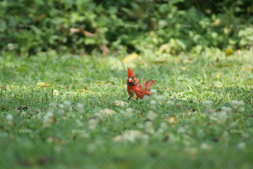 cardinal