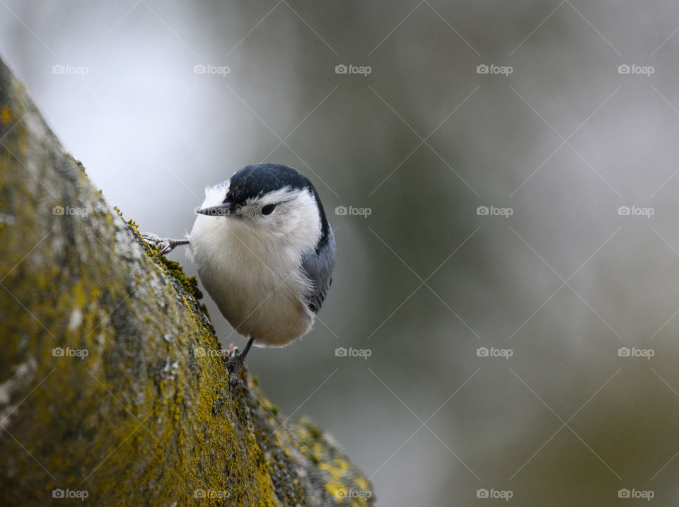 White-breasted nuthatch