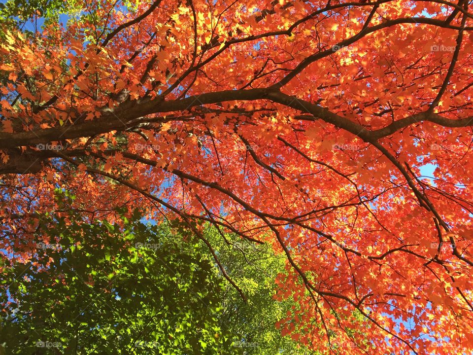 Fire Tree. The sun shining thru the canopy in autumn