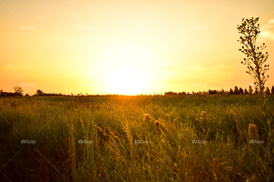 sunset in the field