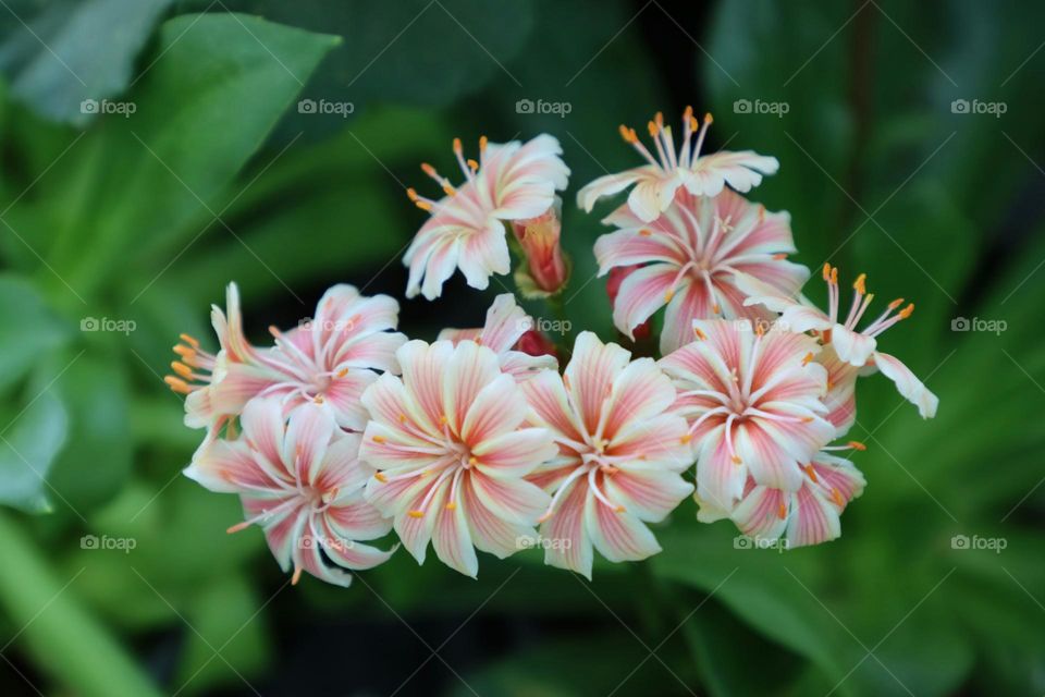 a group of pink flowers with green leaves