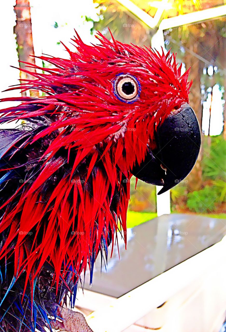 Red Parrot on bath day.