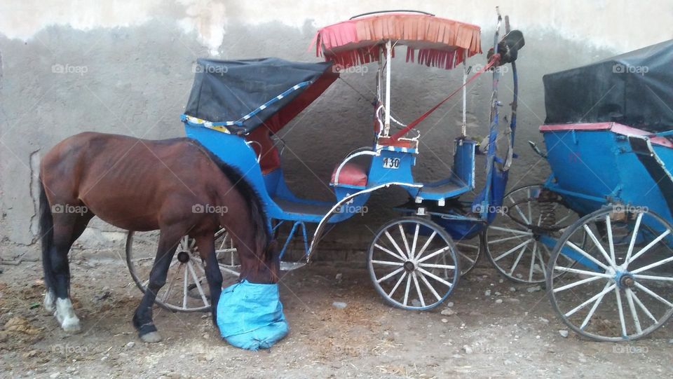 brown and black horse eating dried grasses near a chariot.