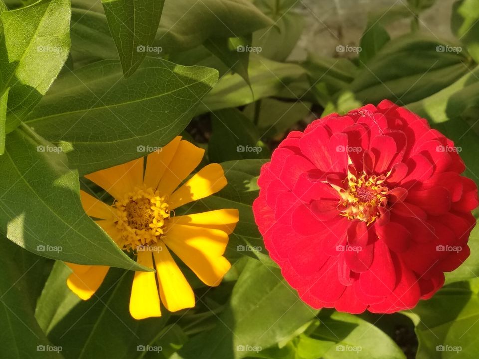 Different Flower In Peace